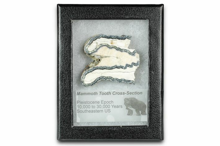Mammoth Molar Slice With Case - South Carolina #335362